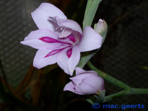 Gladiolus geardii